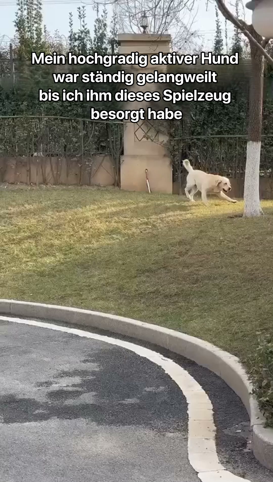 #1 Hunde Treibball