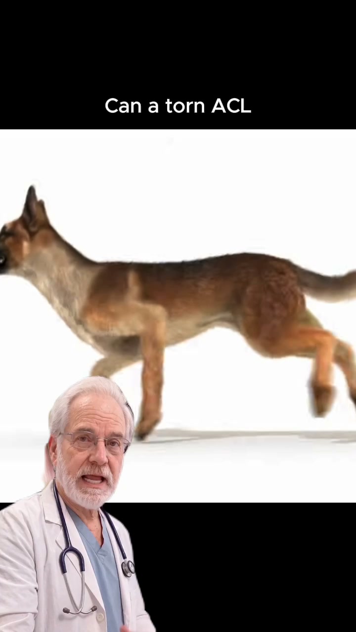 Stop Choosing Between an $8,000 Surgery and Your Dog’s Life