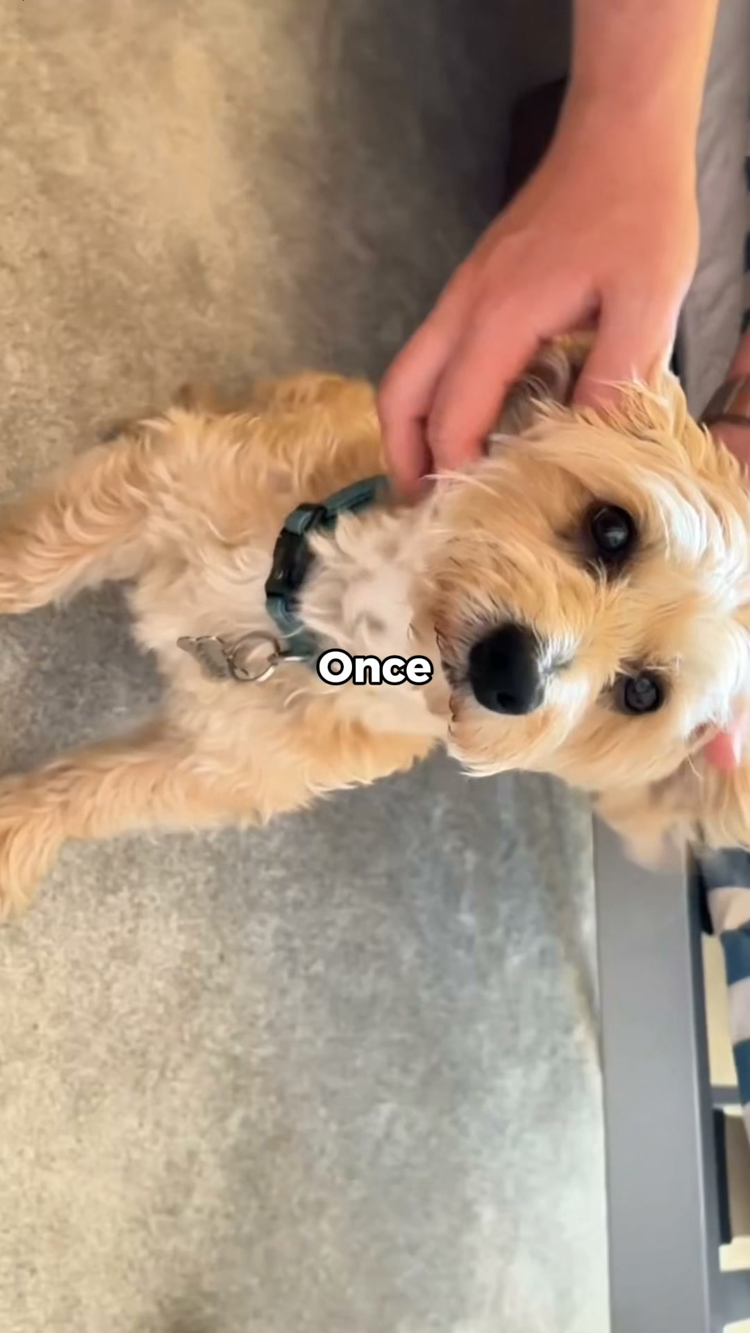 A Better Way to Feed Your Dog