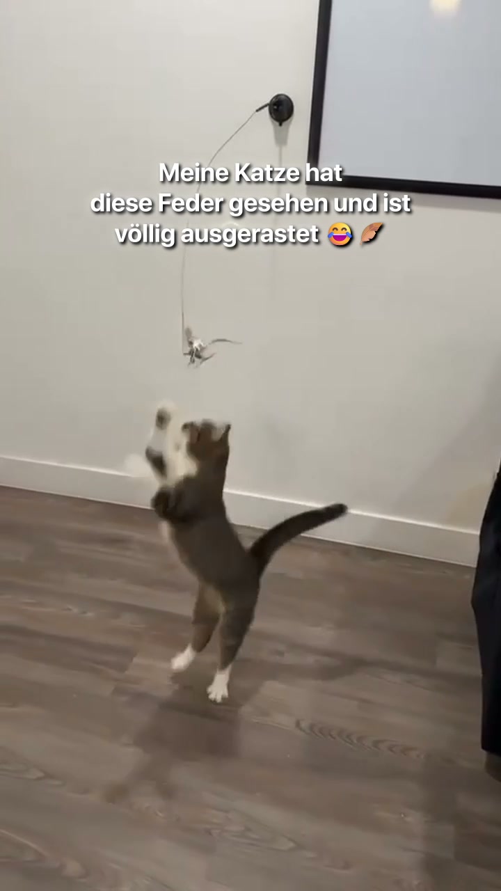 #1 Katzenangel