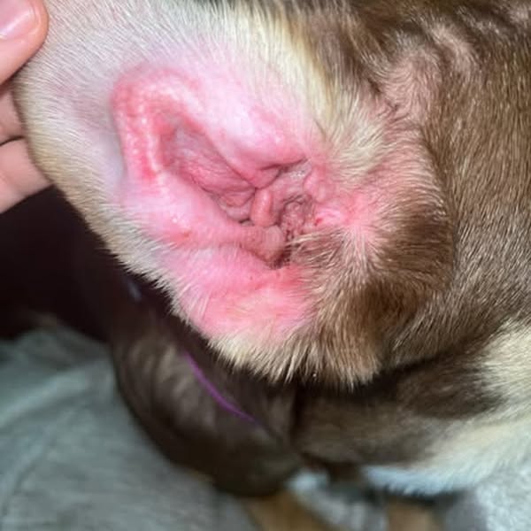 Pourquoi votre chien mange-t-il de l’herbe ?