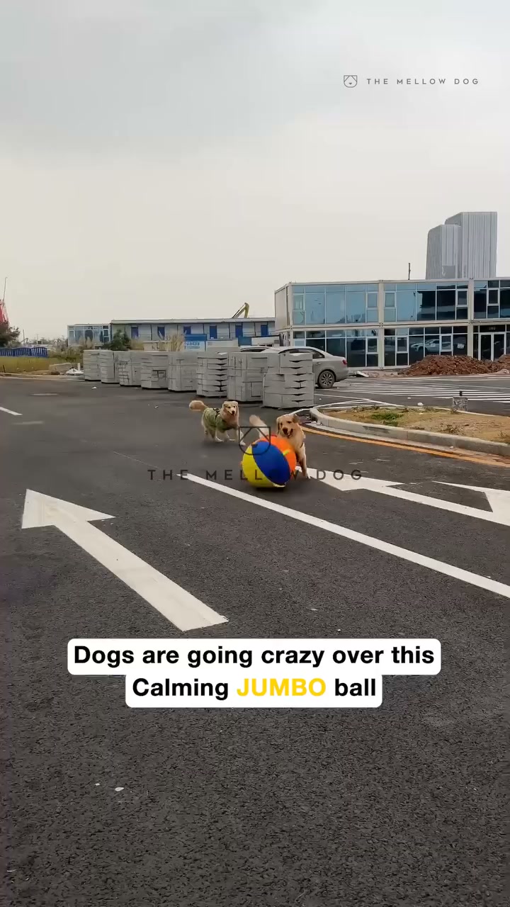 The first toy that made your dog truly happy.