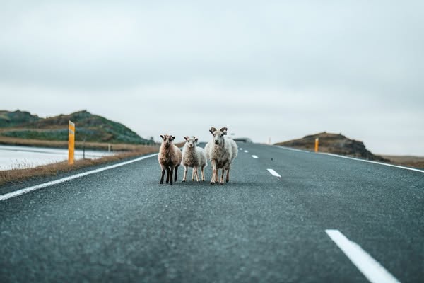 Anúncio de IJsland