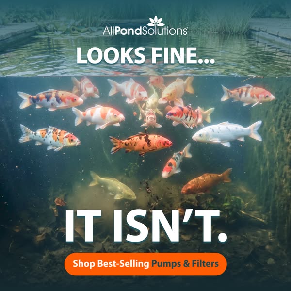 Don't Judge a Pond by Its Surface