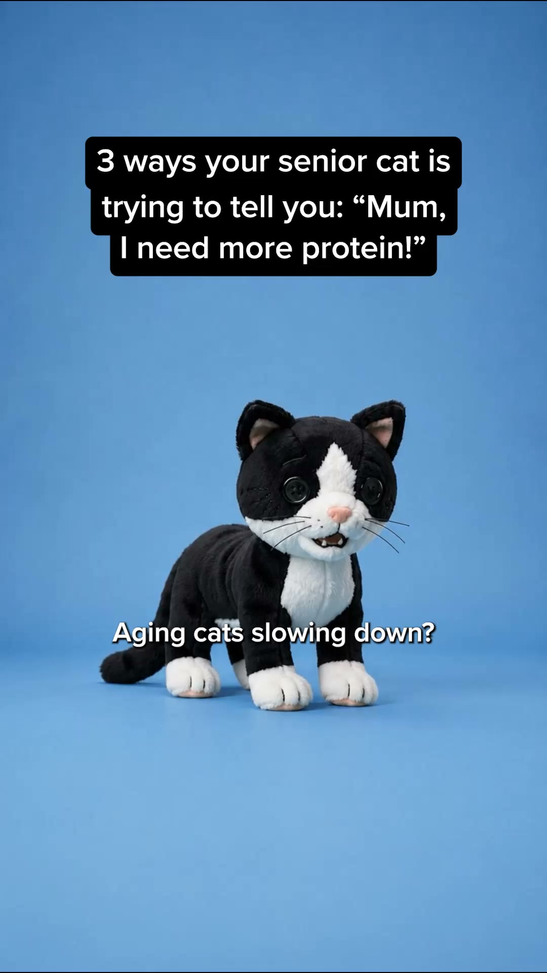 100% fresh meat for healthy cats