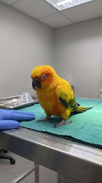Read This If You Have A Bird.