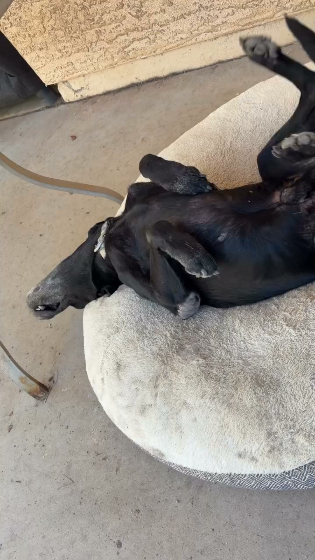 Anúncio de Happytailia