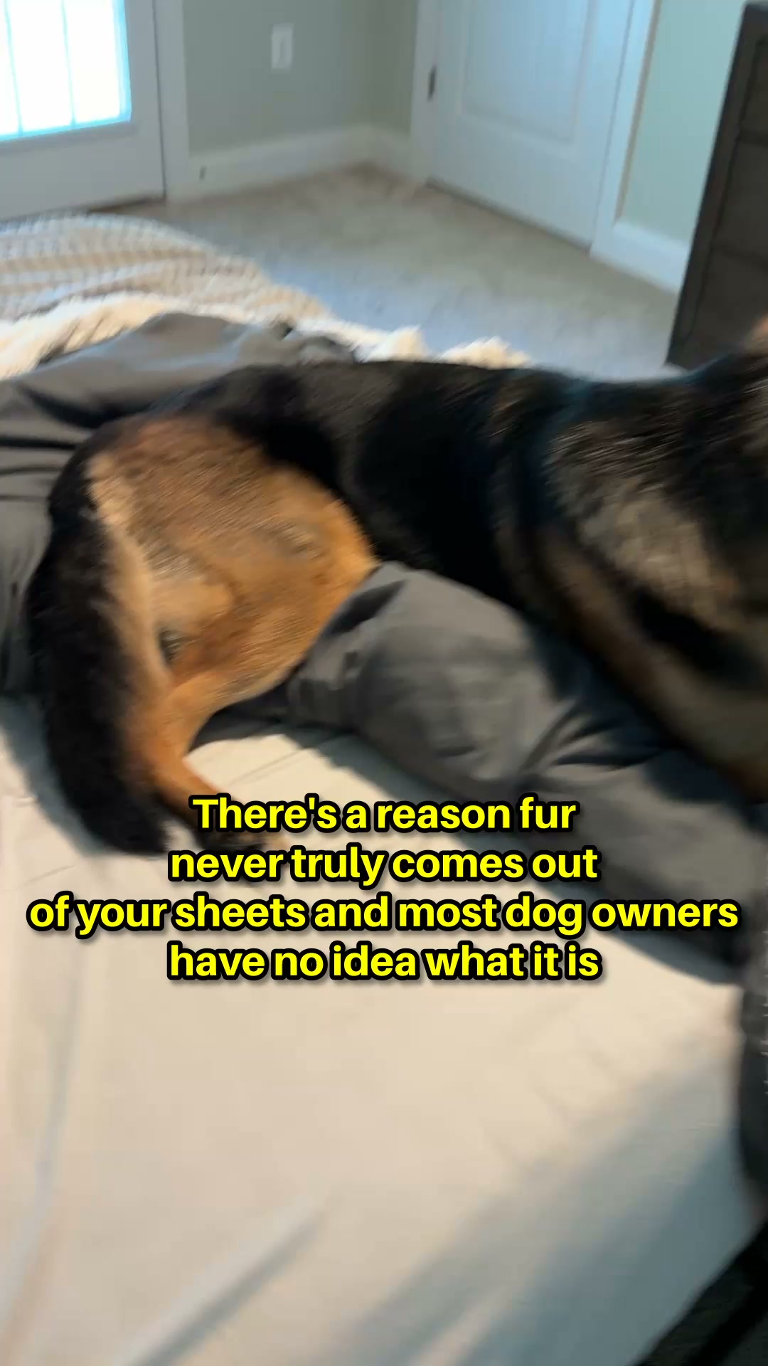 Wake Up Fur-Free