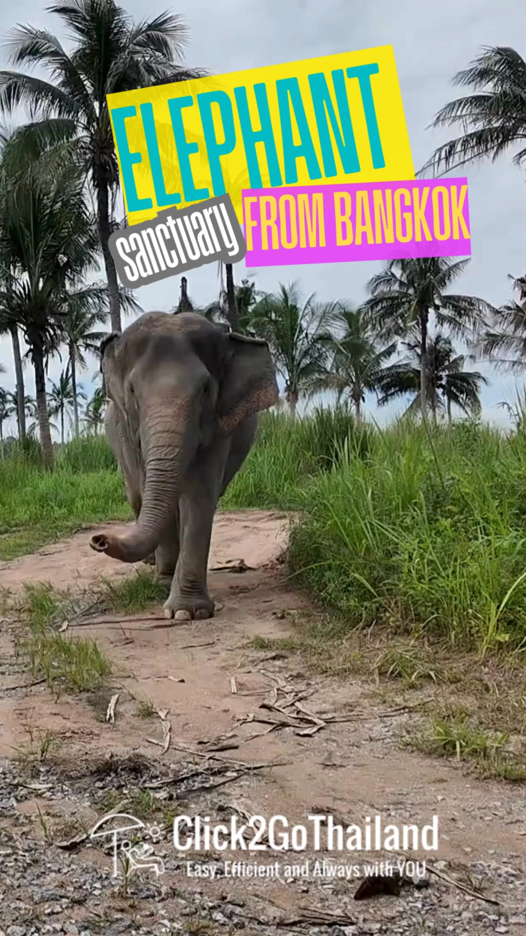 Living Green Elephant Sanctuary from Bangkok