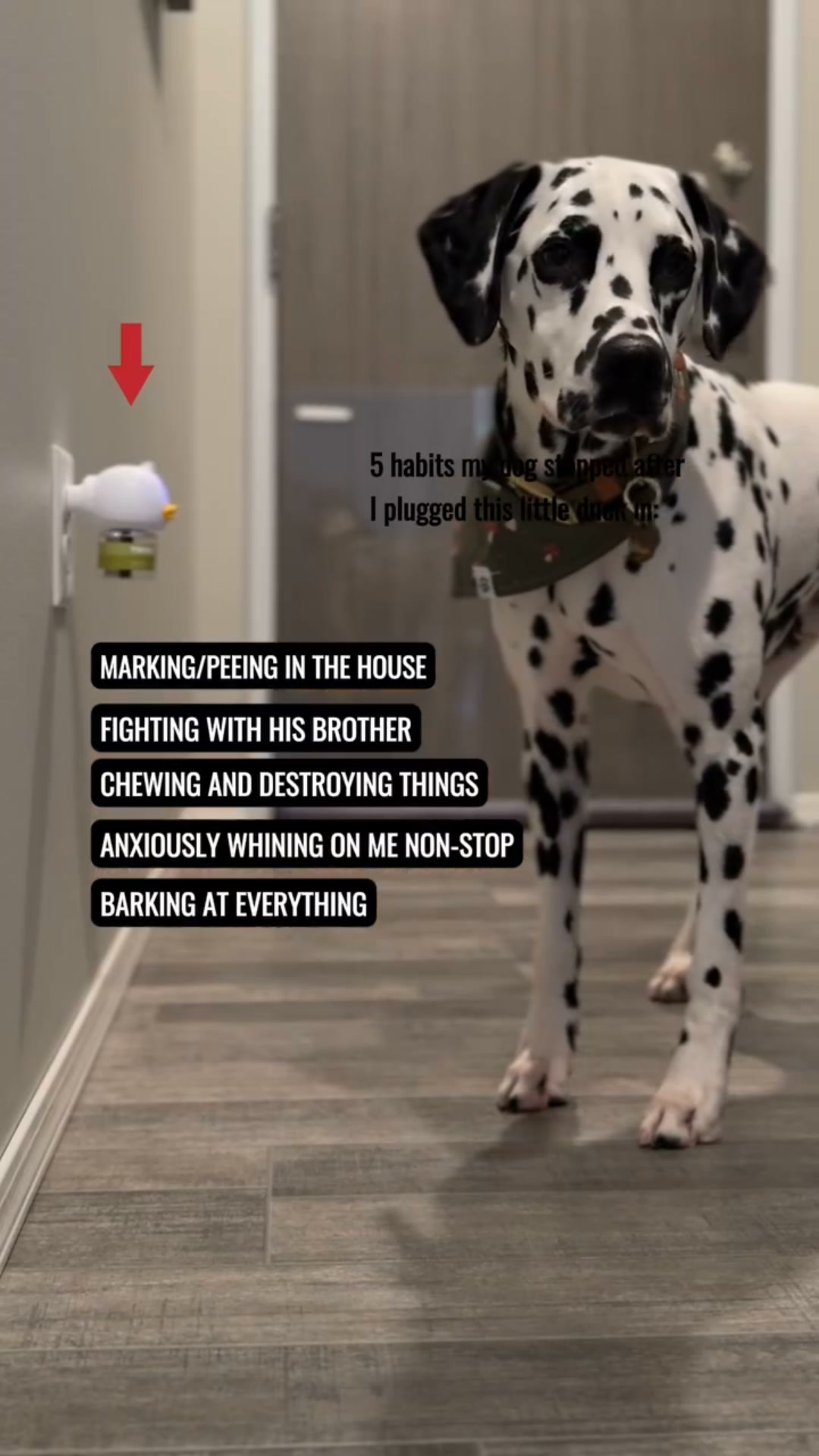 Save 50% on Furrzie now