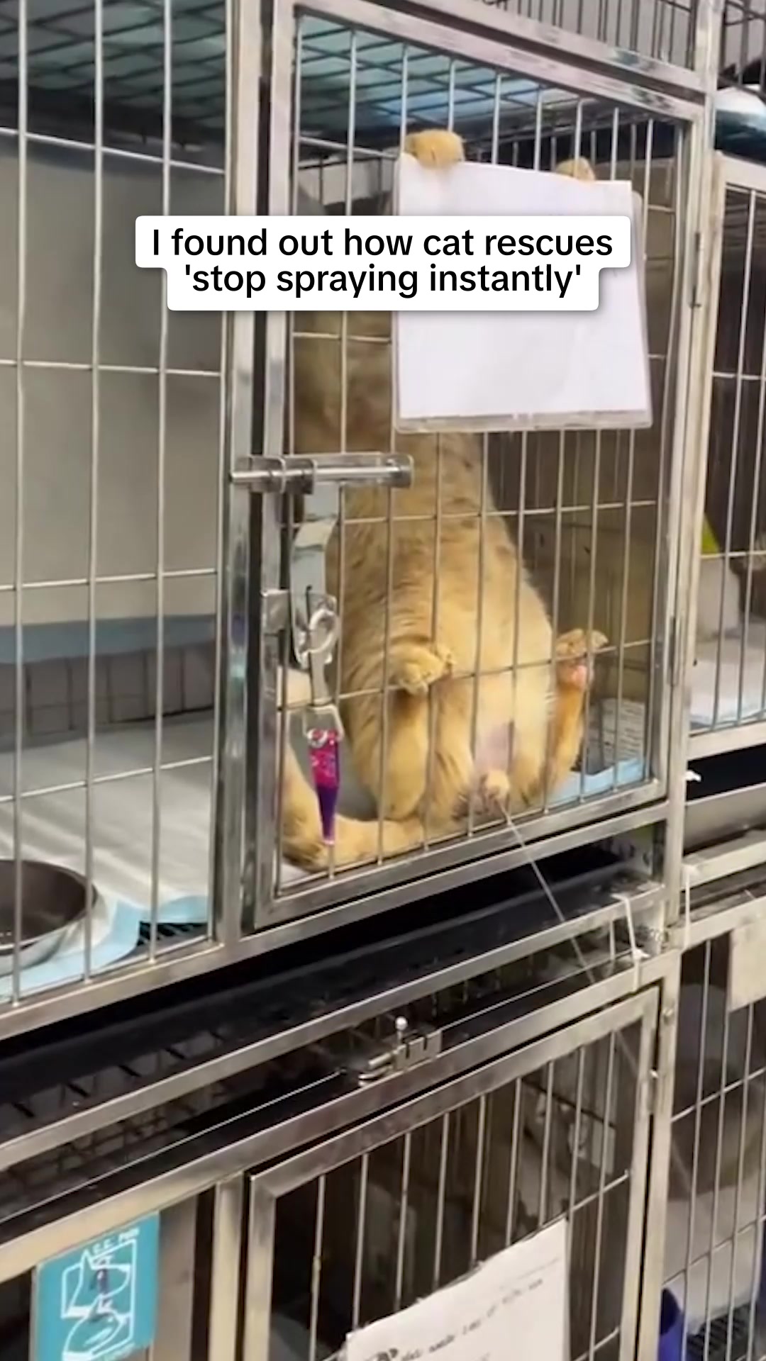Why You Shouldn't Ignore These Cat Behaviors!