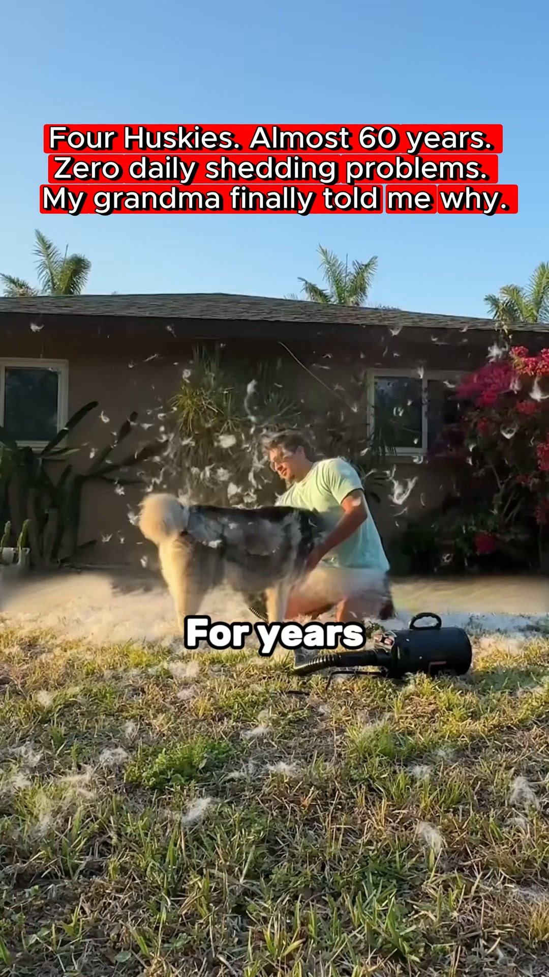 Your Husky Should Only Shed Twice a Year