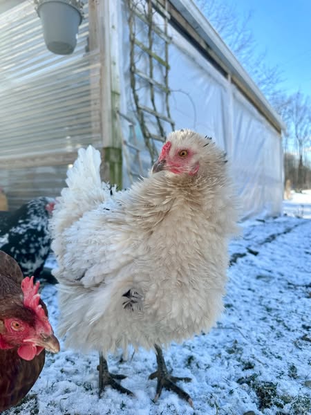 Signs your chicken might be secretly in pain.