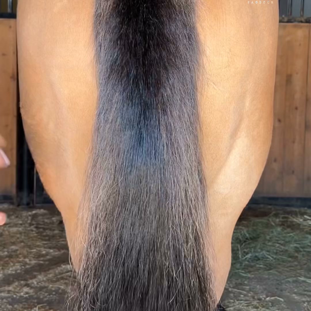 Real Horses. Beautiful Results.