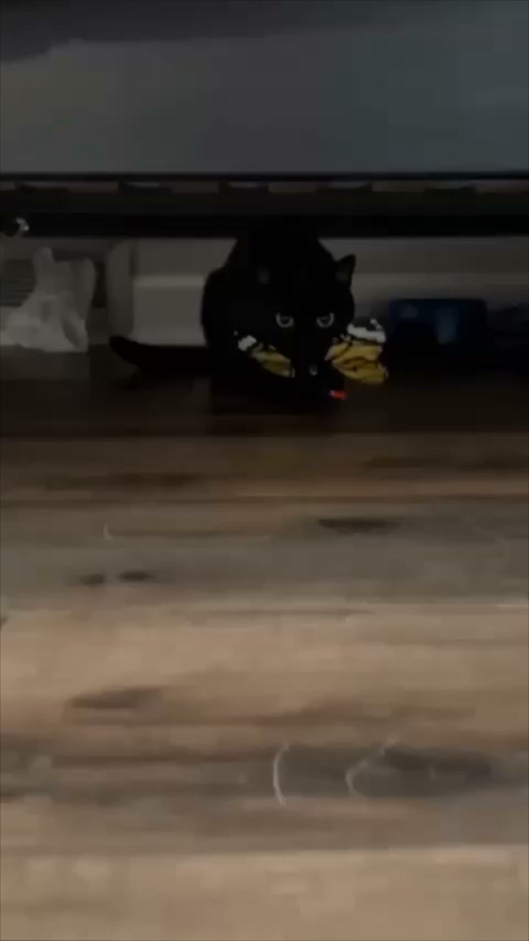 #1 Flatternder Katzenspaß