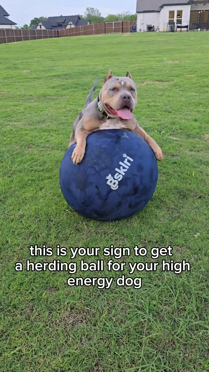 The One Thing Your Dog Actually Needs