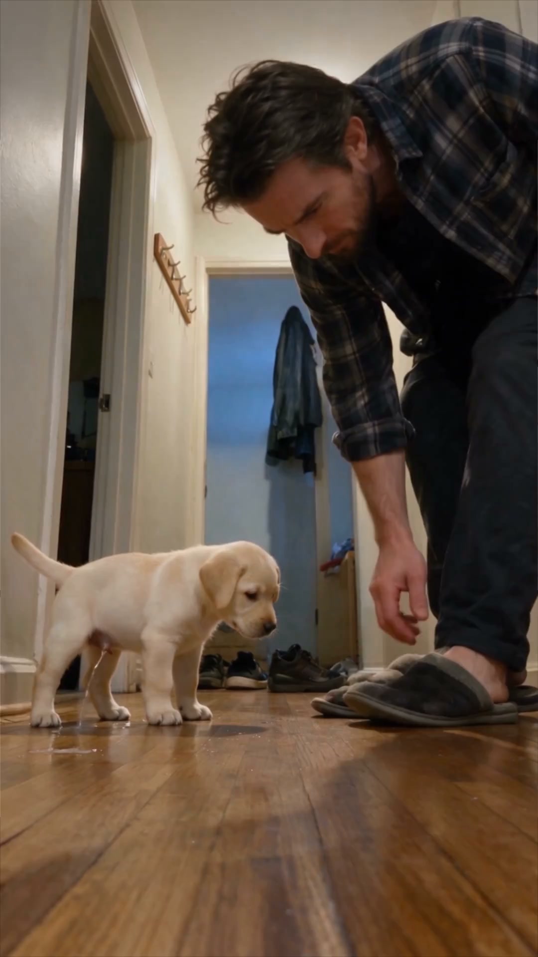 Professional Dog Training Made Simple