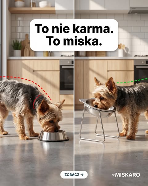 To miska, nie jedzenie.