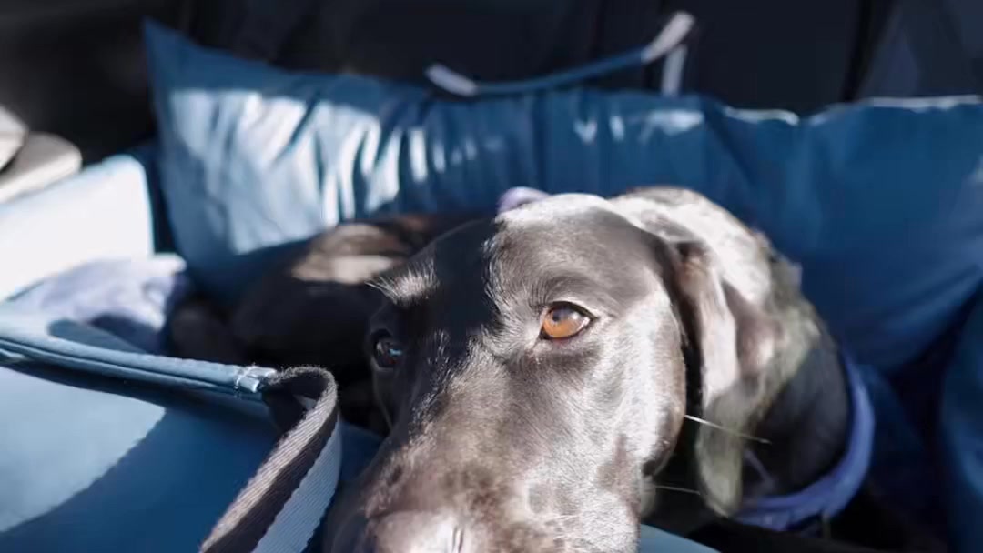 £10 OFF – Code DOGGY10