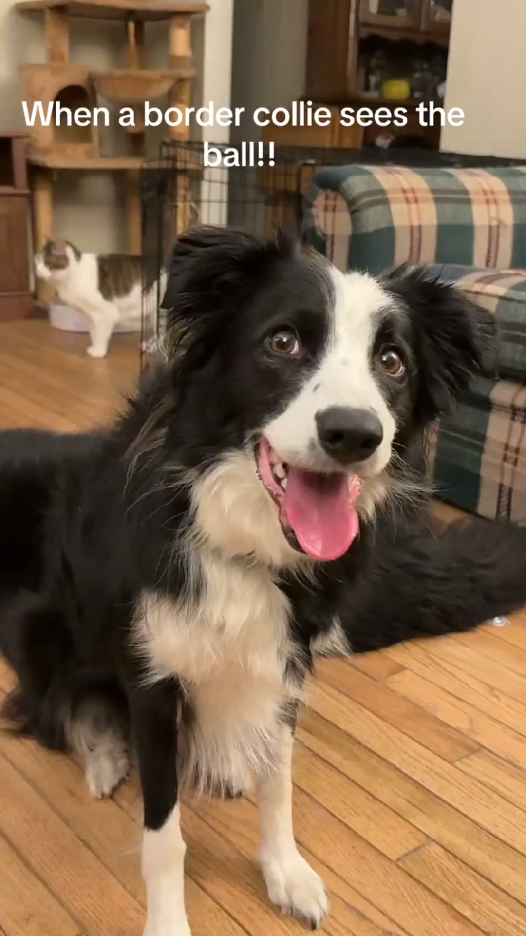 Your Border Collie's Energy Outlet Protocol [FREE Worldwide Shipping Included]