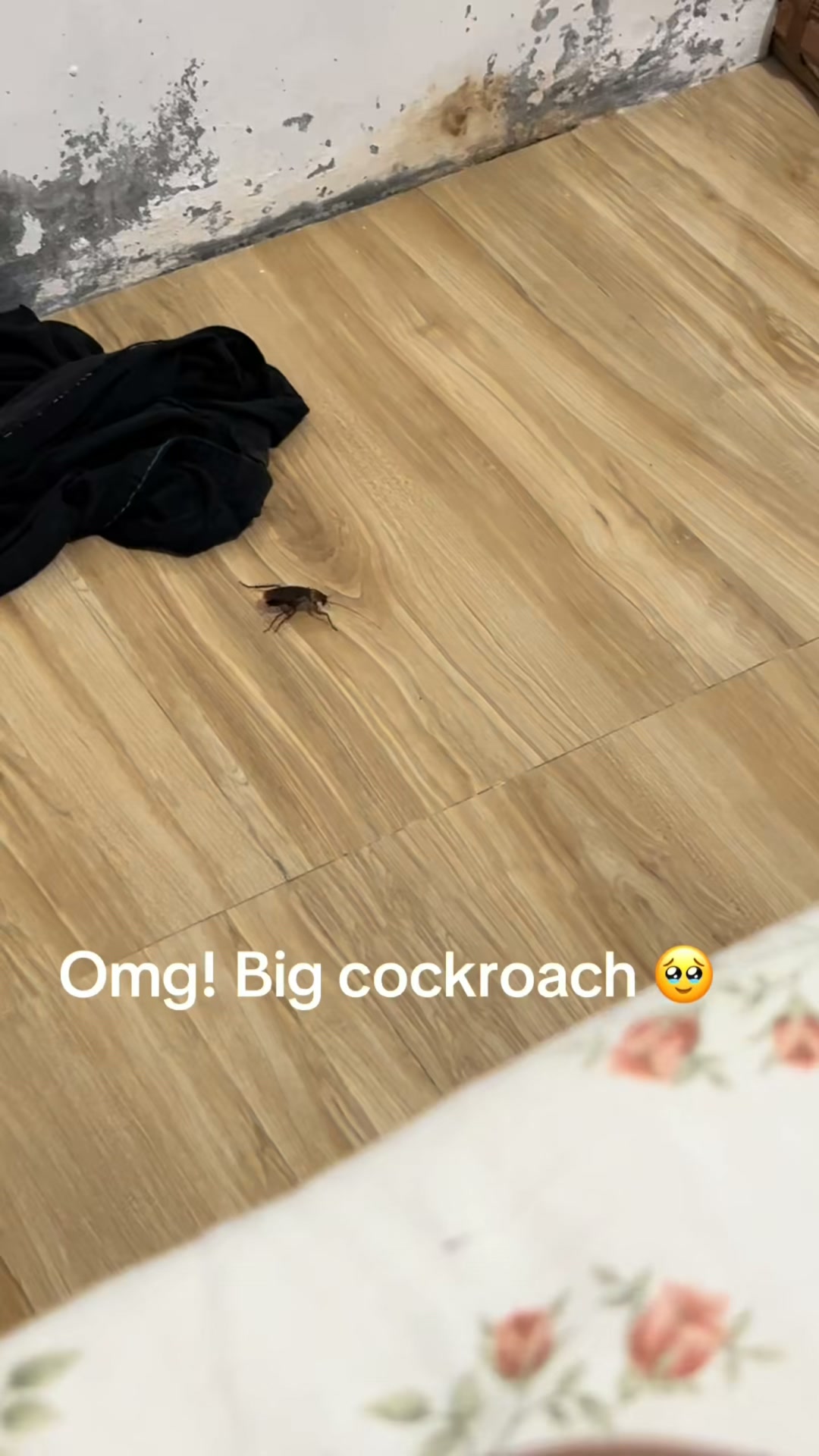 4.8 | 45,000+ Homes Protected Kills Roaches. Not Your Peace.