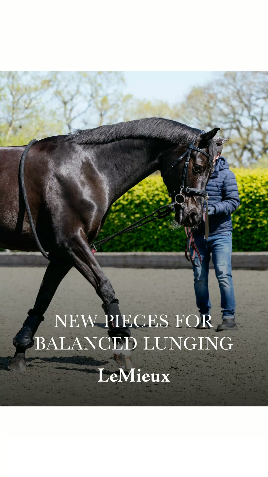 Lunge Equipment | LeMieux