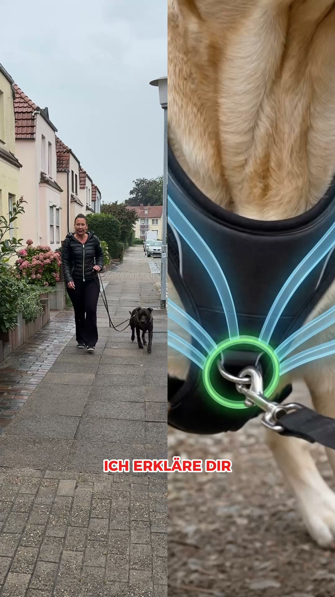 Endlich entspannt Gassi gehen