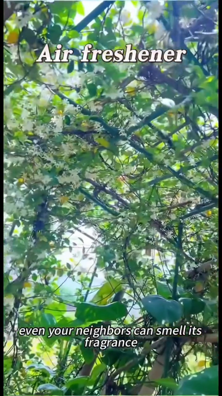 Jasmine Potted Plant