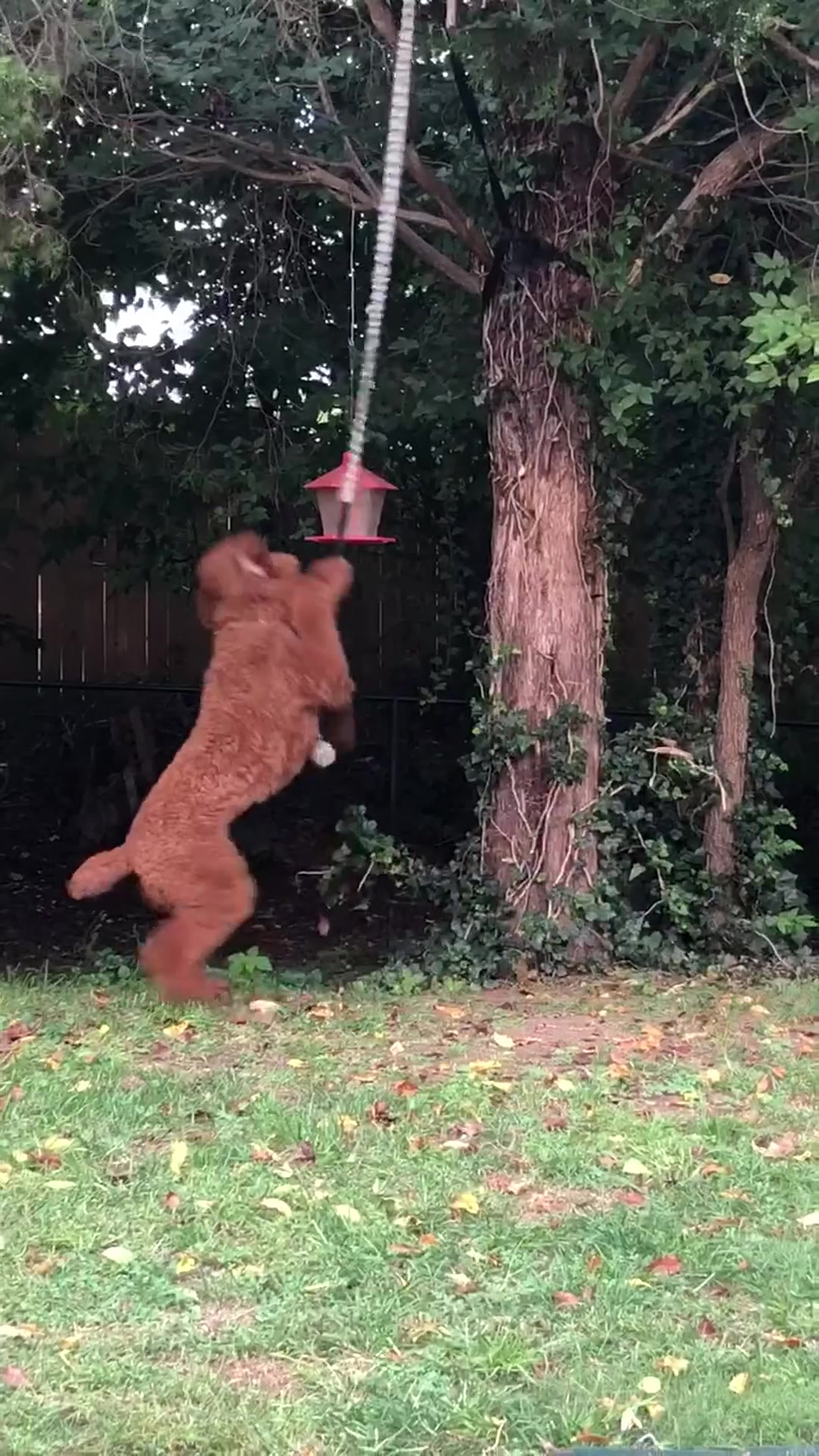 50% OFF Best-Selling Bungee Tug Toy