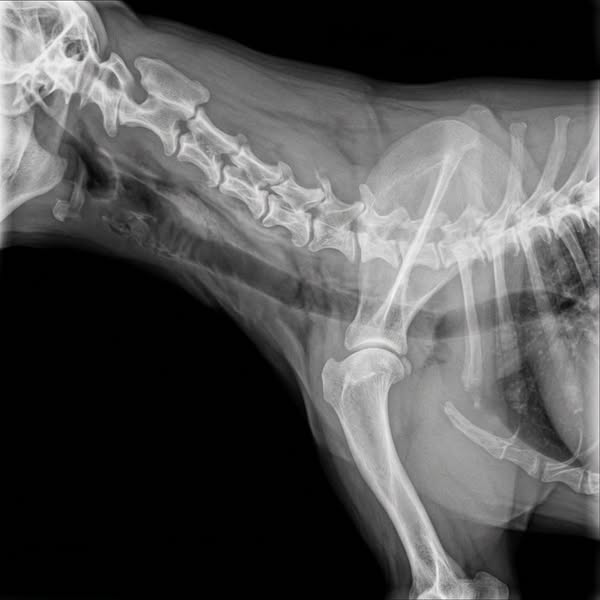 Read this for a healthy dog