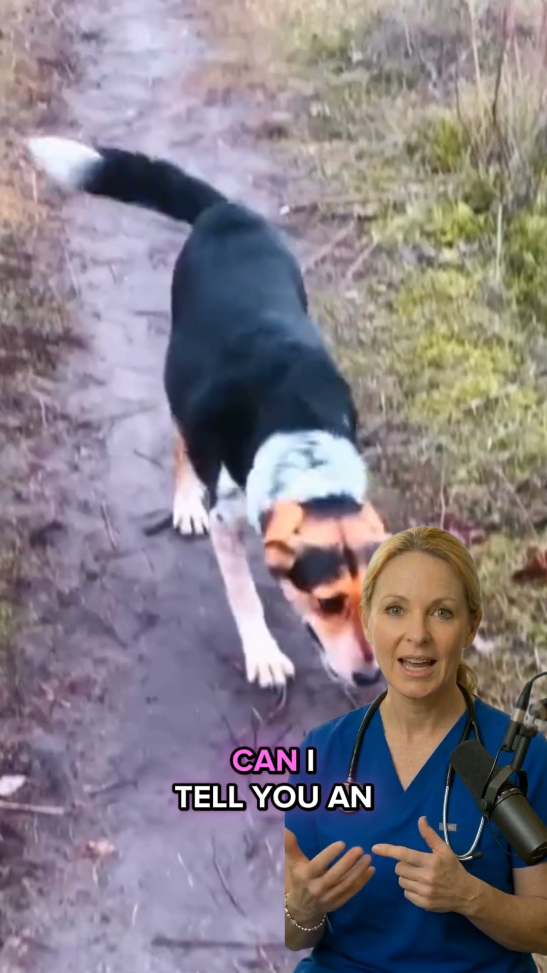 Your dog has been hiding this from you. Vets have known for years.