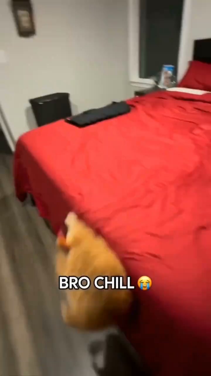 Tire Out Your Cat FAST