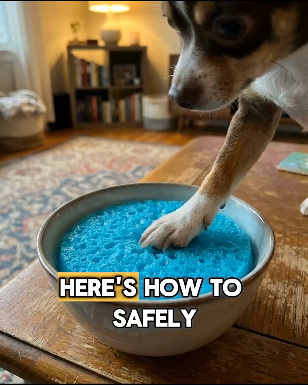 Stress-Free Nail Grooming for Your Dog!