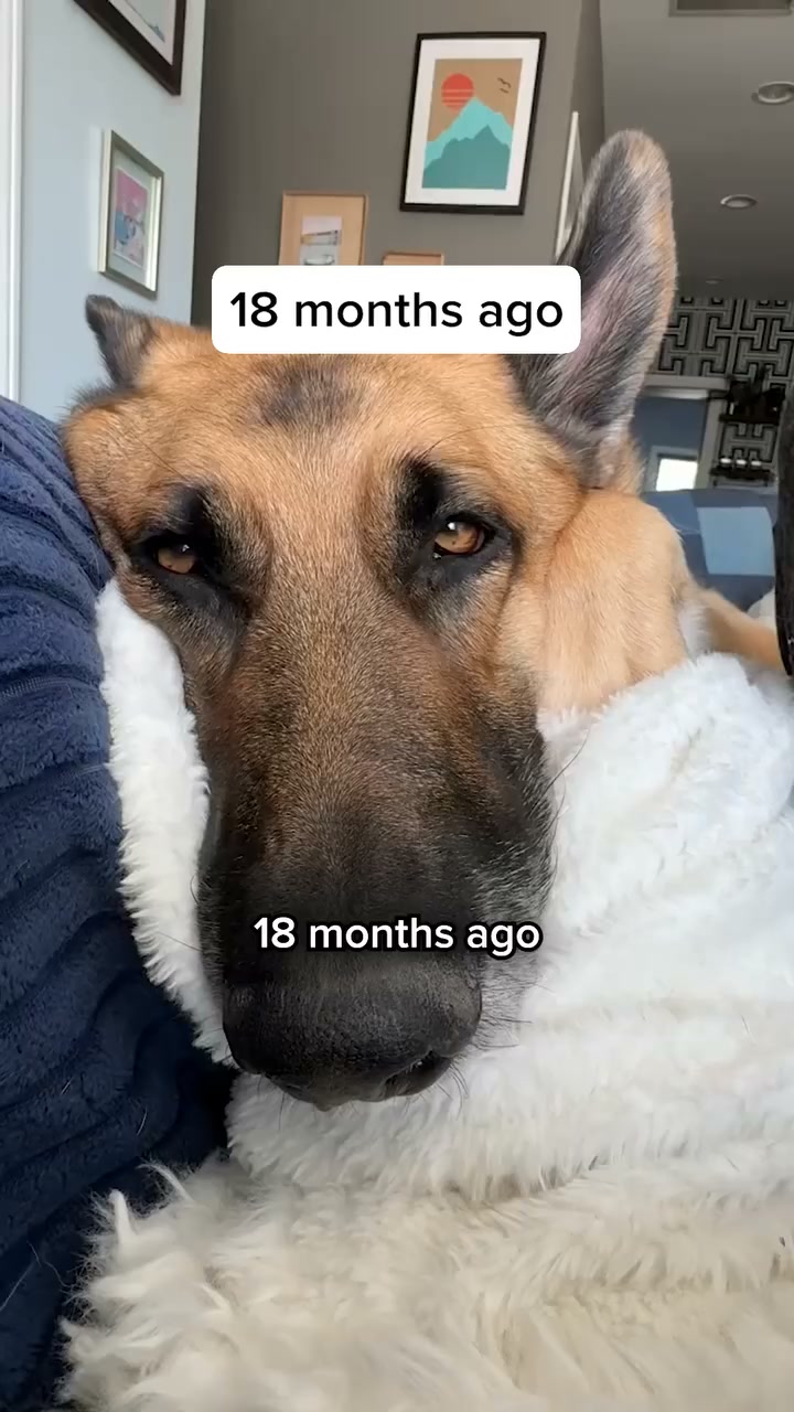 The One Thing Your Dog Actually Needs