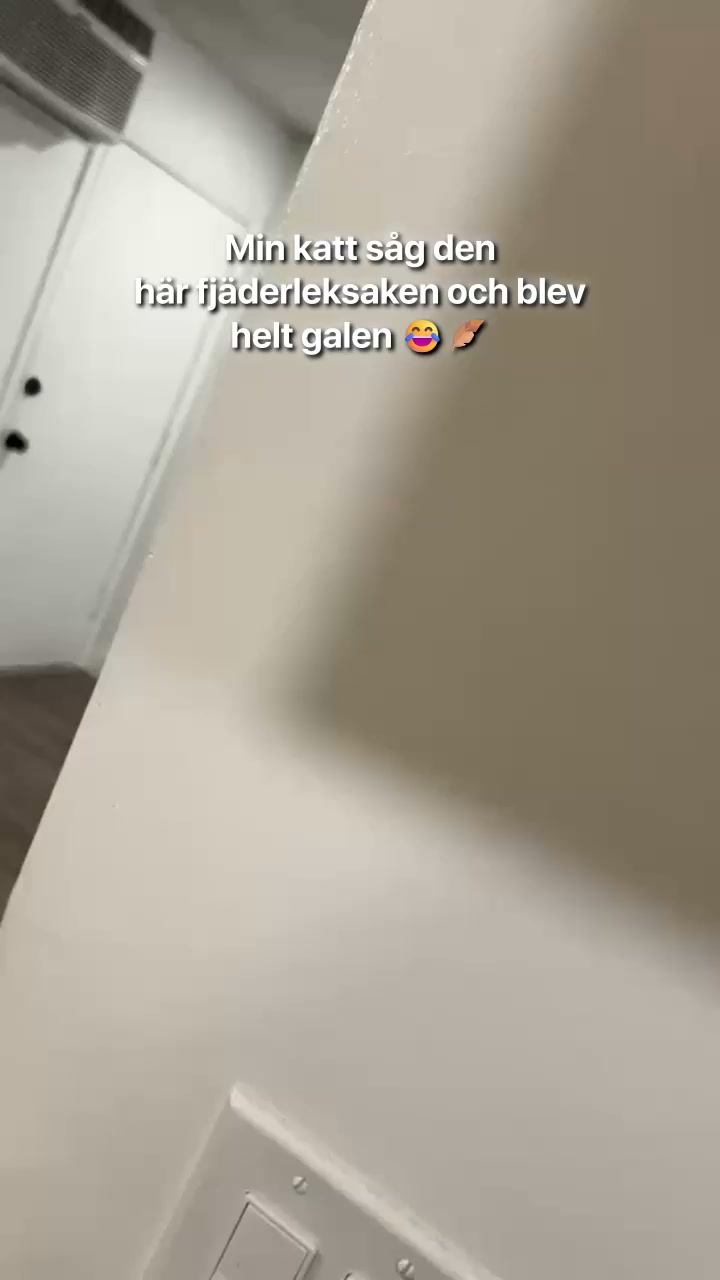#1 Kattleksak