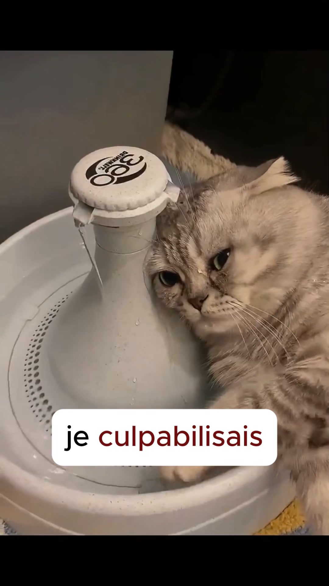 #1 Jouet pour chat