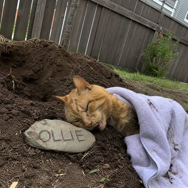 Stop watching your Cat suffer
