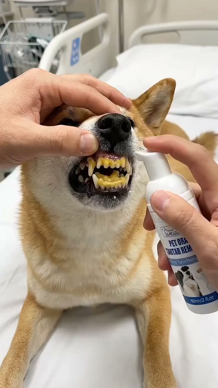 Fresher Breath. Easier Daily Pet Dental Care!