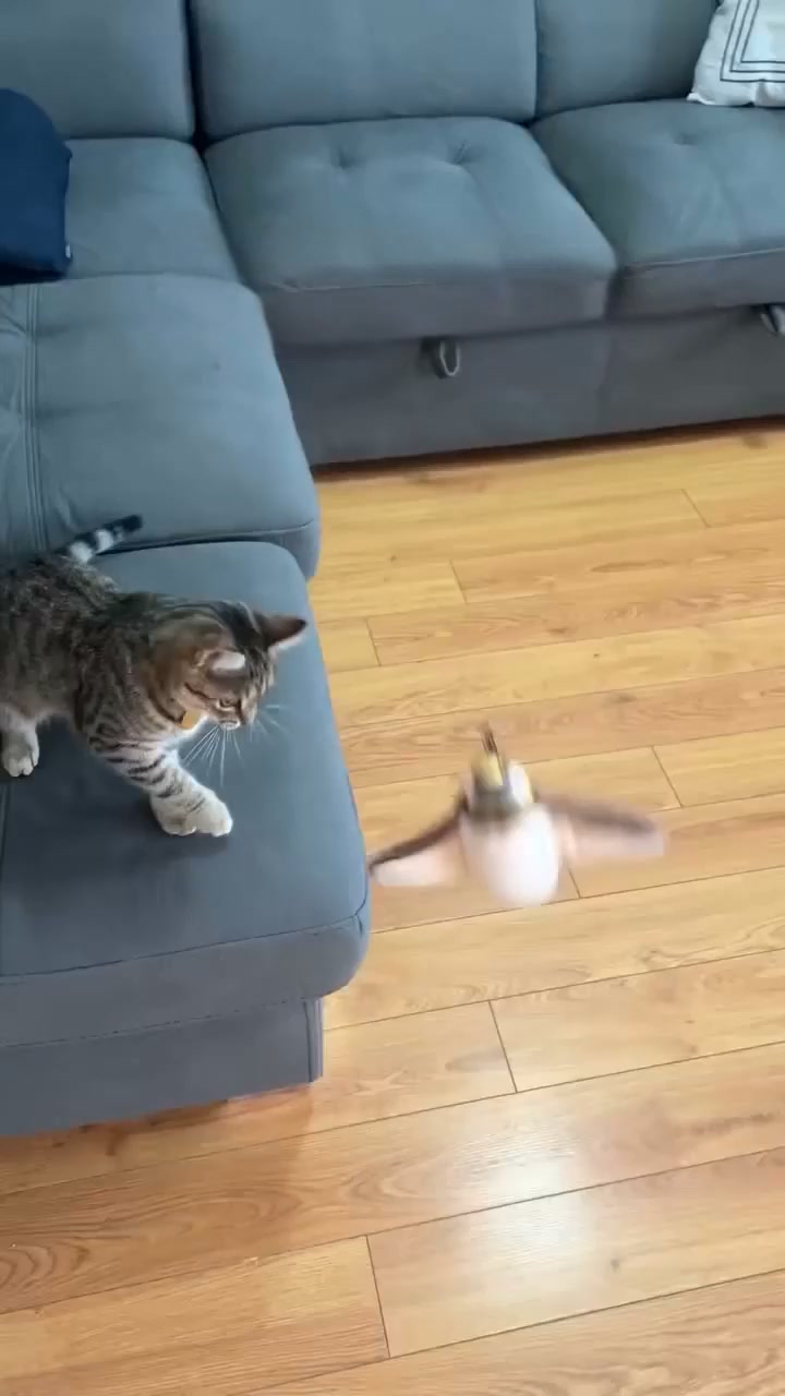 Het speeltje dat het jachtinstinct van je kat wakker maakt!