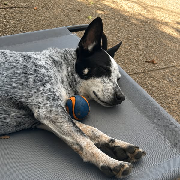 Read This Before Your Next Vet Bill