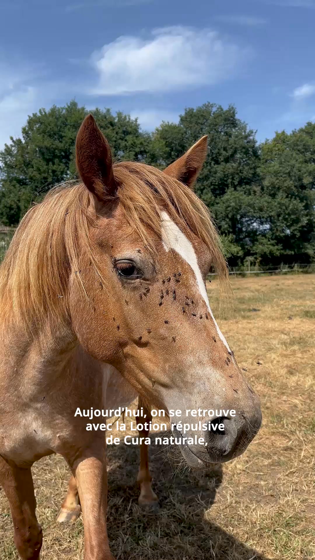 Huile répulsive cheval