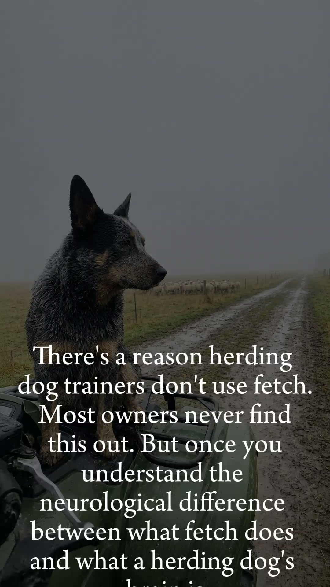 The One Thing Your Dog Actually Needs