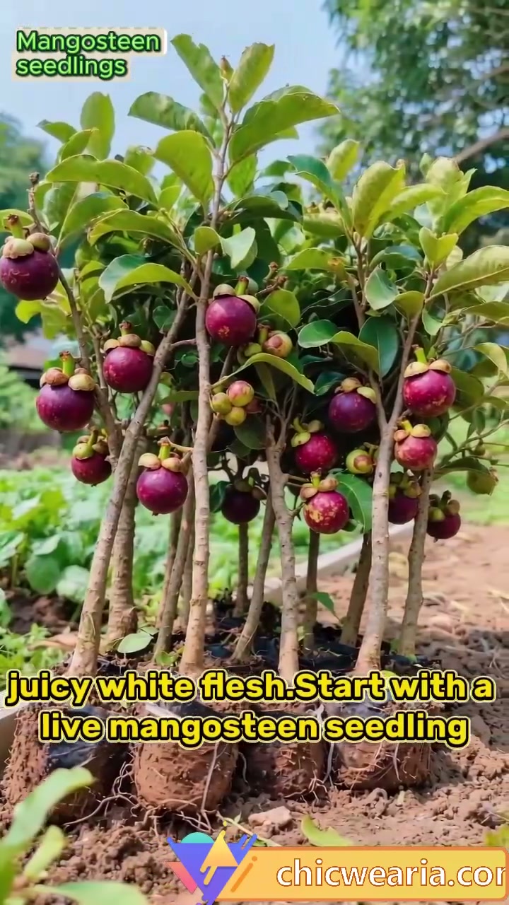 Purple Crown Mangosteen Tree Sapling – Grow Unique Purple Fruit at Home