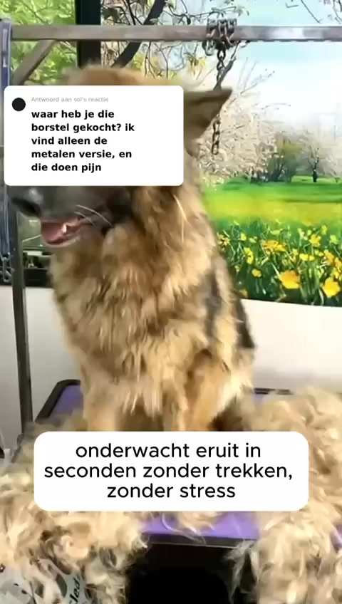 Weer je bank vol haren? Dit is de oplossing.