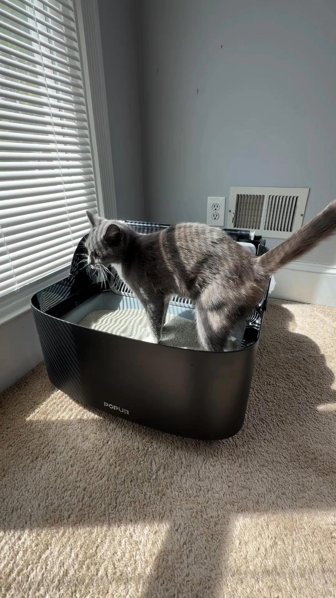 Still Scooping for Cats? There's a Better Way