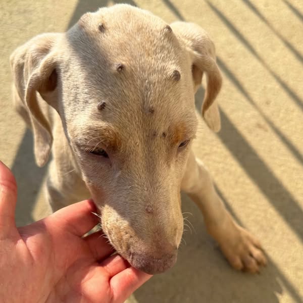 Vet bill over $8,500