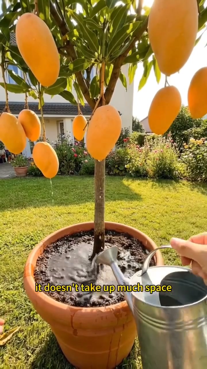 Golden Honey Mango Seeds – Grow Sweet Mangoes at Home