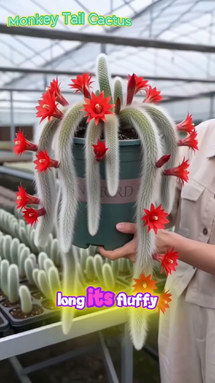 Rare Monkey Tail Cactus - A Living Waterfall of Soft, Fluffy Beauty
