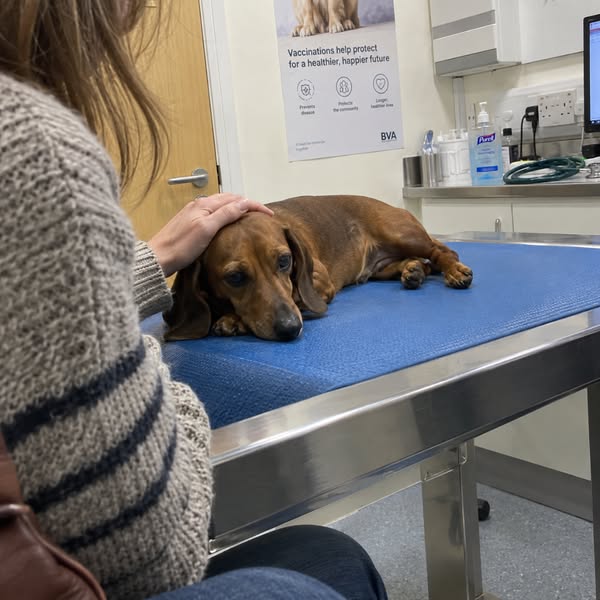 I'm a Vet. This Is What I Give My Own Dog.