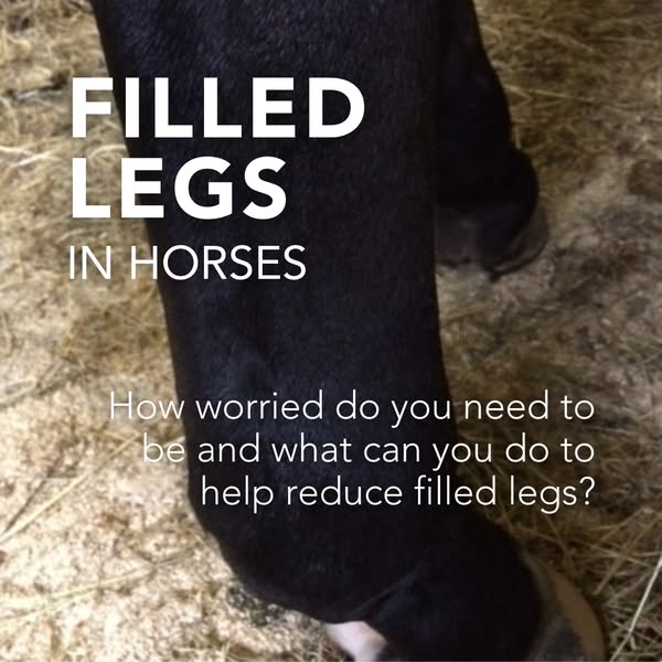 No Fill™ | Winter Leg Support